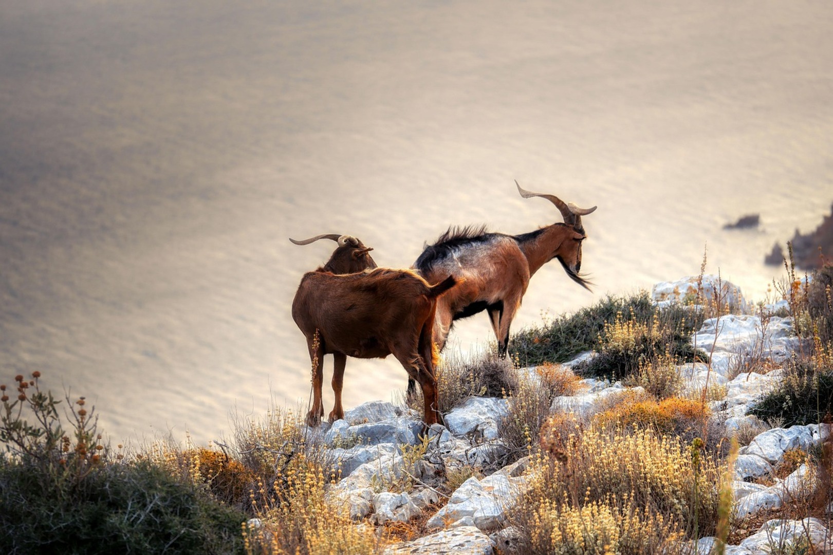 Caucasian Tur in Mountain Landscape